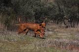 VIZSLA poil court 056